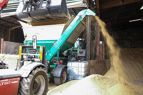 Roller mill crimping wheat